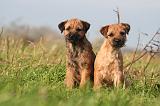 BORDER TERRIER 168